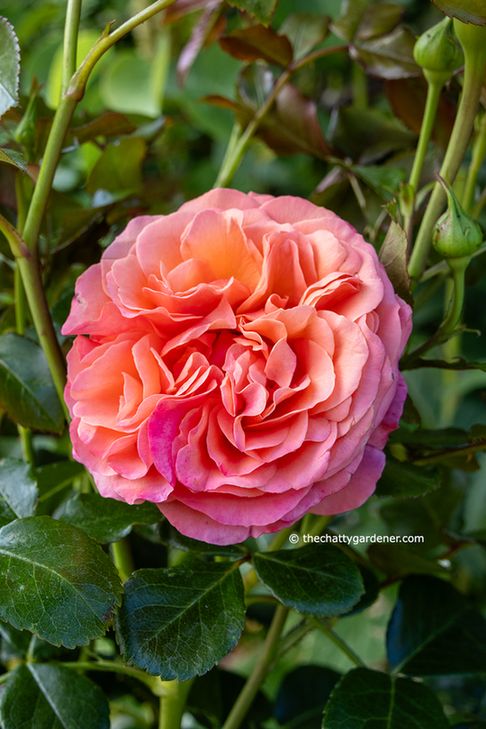 Double pink-peach rose flower surrounded by dark green leaves.