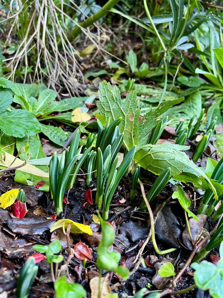 Snowdrops coming through soil in flowerbed