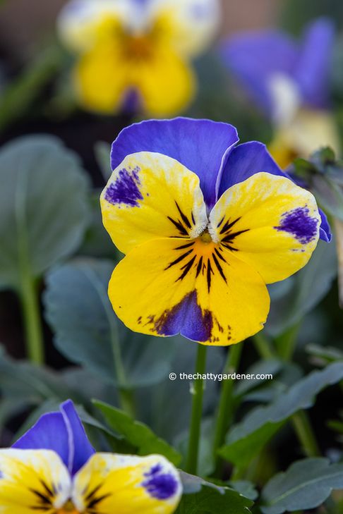 Yellow and blue viola flower.