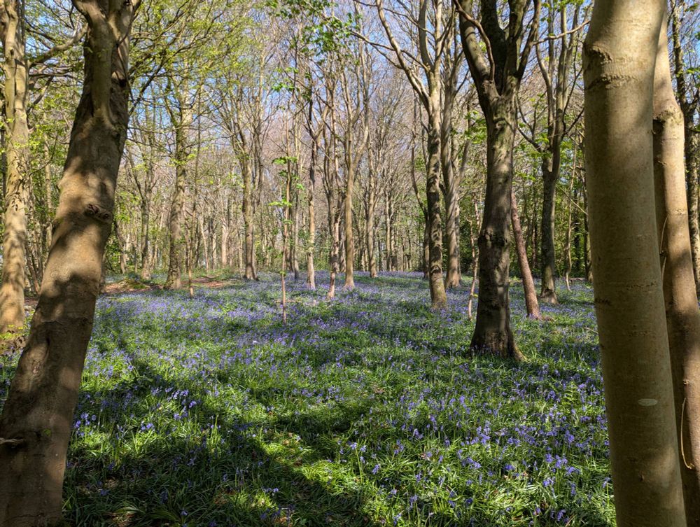 Field of bluebells flowers in the forest