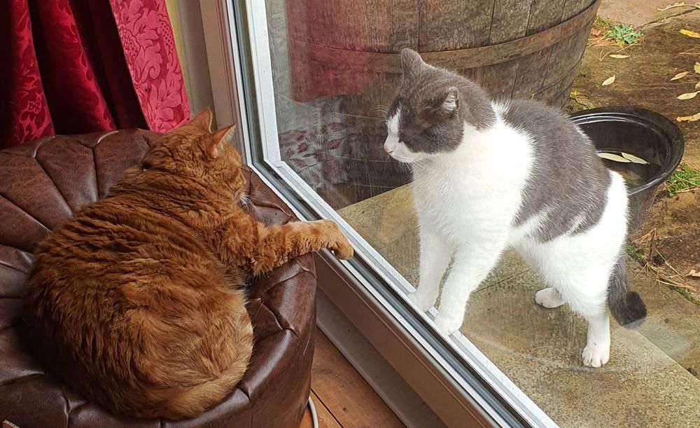 Ginger cat lay on a brown faux leather pouffe, right paw hanging over the edge.  Outside the patio window is a dark grey and white cat stood up, paws resting on the sill looking in at the ginger cat. 