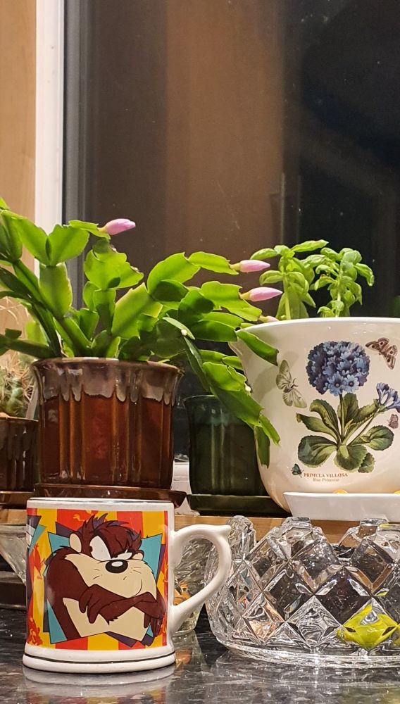 Mug with the tazmanian devil on it, next to a glass bowl of chillies.  Christmas cactus on the windowsill next to a plant pot with a blue primrose on it containing basil.  Dark outside. 