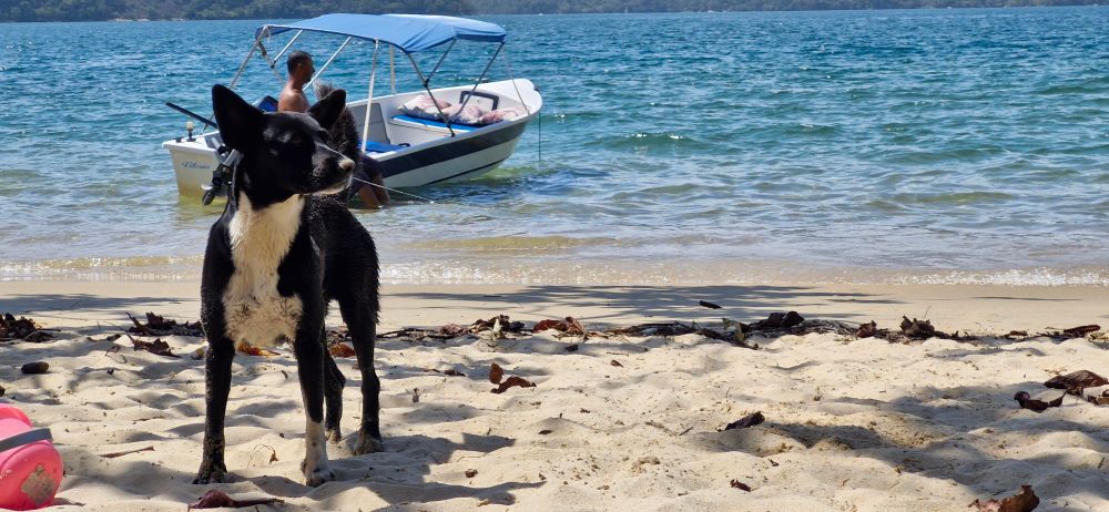 Um cachorro preto com o peito e uma das patas brancas e orelhas em pé, pelo curto está a esquerda da foto olhando para a direita em uma praia de areia amarelo claro e mar em degradê de verde. Atrás do cachorro uma lanchinha com um homem dentro. O mar é calmo, ao longe da pra ver o outro lado do fiorde. 