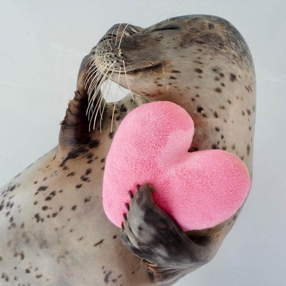 seal with heart