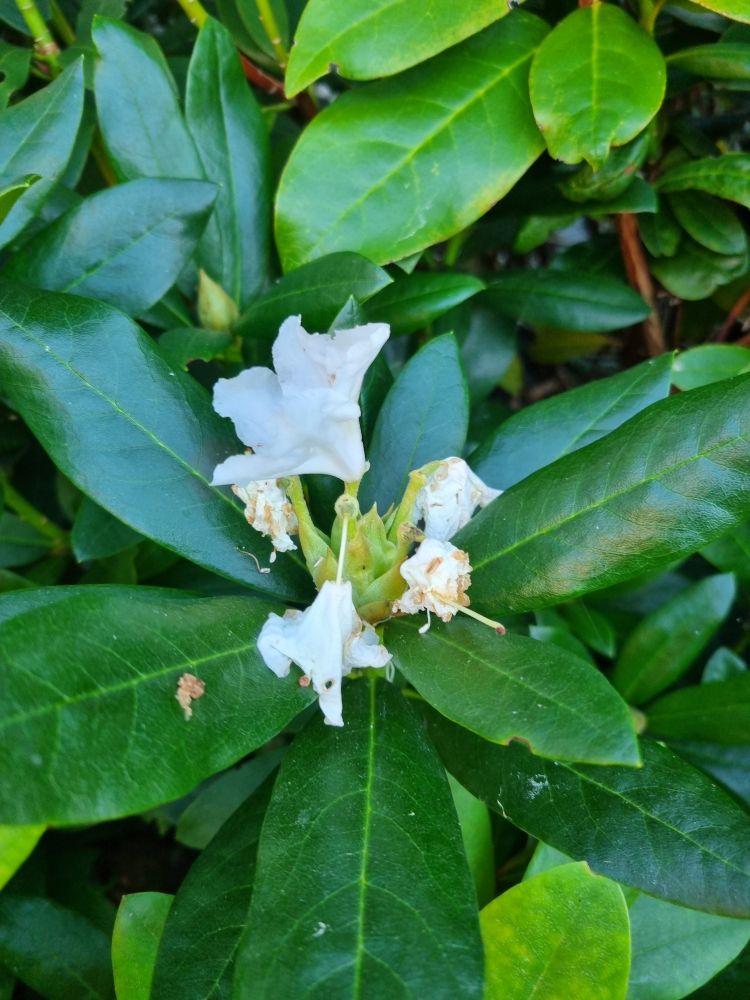 Der Rhododendron bildet Blüten.  Eine ist sogar entwickelt. Die anderen sehen eher klein und schrumpelig aus.
