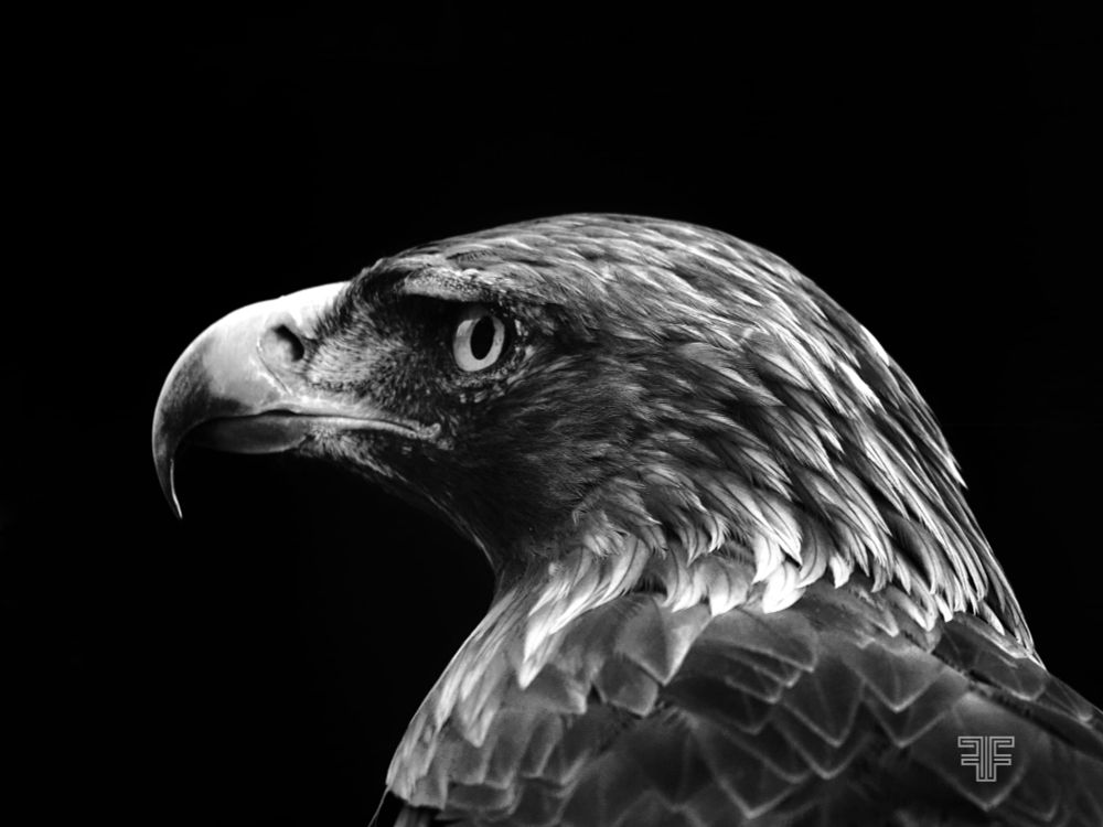 El águila real (Aquila chrysaetos), con su envergadura máxima de 2.34 metros y hasta 7 kg de peso (siempre la hembra es la mayor), domina los cielos, incluyendo Picos de Europa. Su maestría adaptativa es clave: posee una visión excepcional con conos de color y demuestra eficiencia biológica al cazar en tándem. Nos enseña la importancia de la especialización para alcanzar la supervivencia en entornos exigentes.

Esta rapaz es un termómetro ecológico. Su estatus de "Casi Amenazada" en España nos da la lección de que el respeto a su vasto territorio y la mitigación de amenazas (electrocución, veneno) es vital. La filosofía de coexistencia, sobre todo en Parques Nacionales, subraya que la salud de este depredador tope es la medida directa de la pureza ambiental que los humanos debemos preservar.