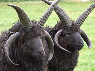 Closeup of two all black, shaggy sheep. Each has four horns! One set is straight, pointing upwards, about eight to twelve inches. Outside the first set of horns is another set, which are curved forward and around the sheep's faces.