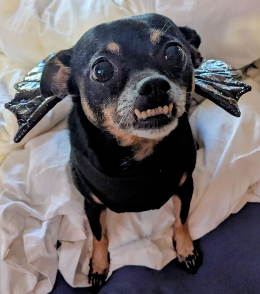 A small black and tan dog with a cute, pronounced underbite, sits on an unmade bed, wearing bat wings. She has big brown eyes.