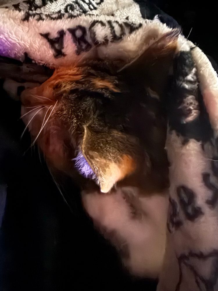 Calico cat snuggled in a blanket on a lap