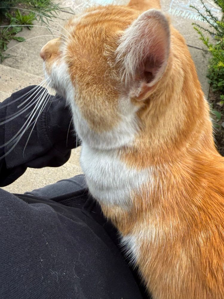Random outside orange and white tom cat sitting on my lap