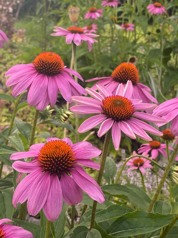 Right now in my garden, the echinacea are tall and glorious and in full bloom. Image of a close-up of these beautiful pink flowers with their distinctive spiky rusty red interiors that the pollinators can’t resist.