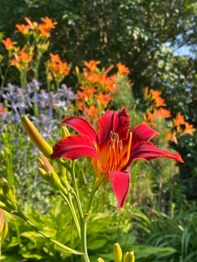 A single rich red daylily blooming with greenery in the background. There are also out of focus orange daylilies in the background, and those ones are edible :)