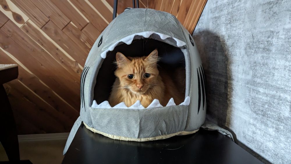 Orange cat in a shark.