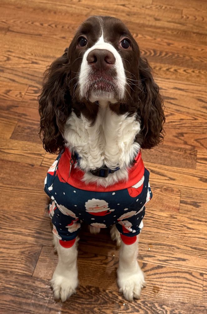 Brown and white Springer Spaniel staring at the camera and wearing Holiday pajamas. #spaniels #SpringerSpaniels #dogsofbluesky