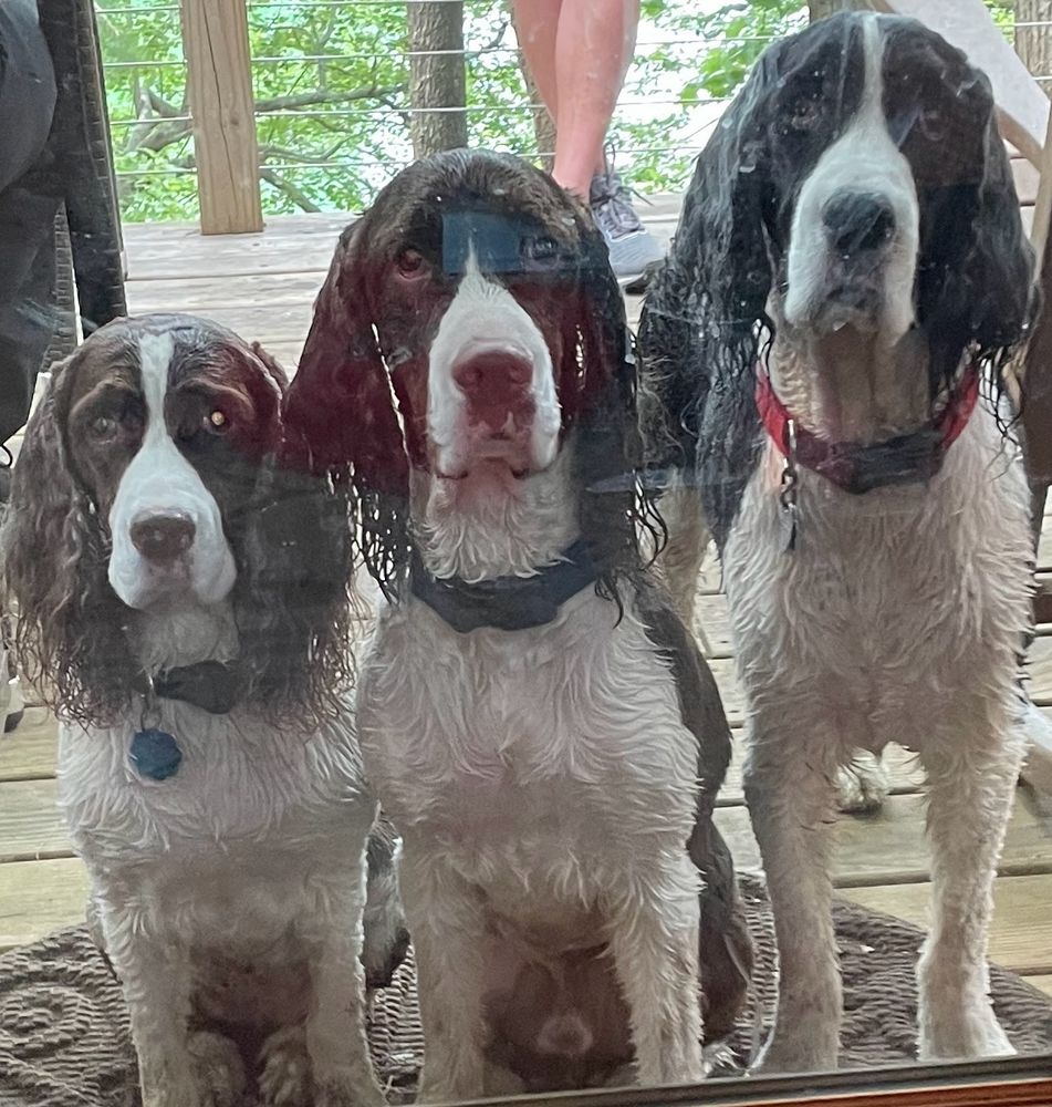 Three wet Springer Spaniels waiting outside a glass door. 
