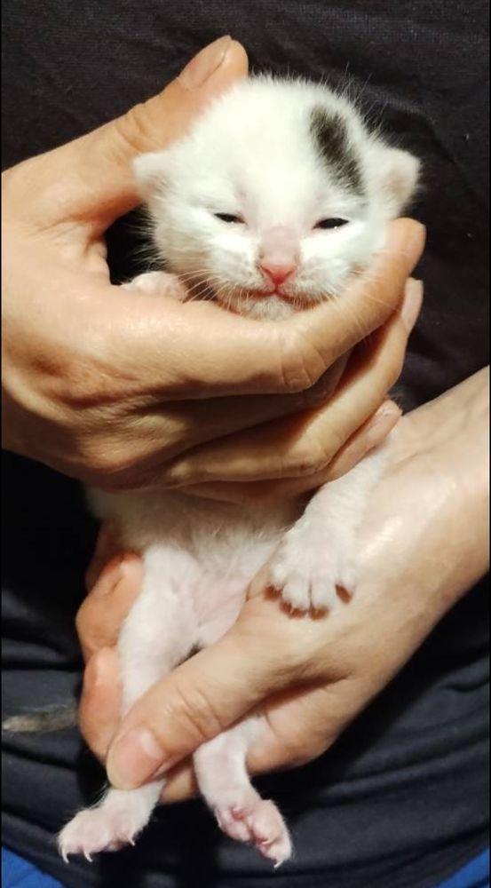 抱きかかえられる子ねこの写真