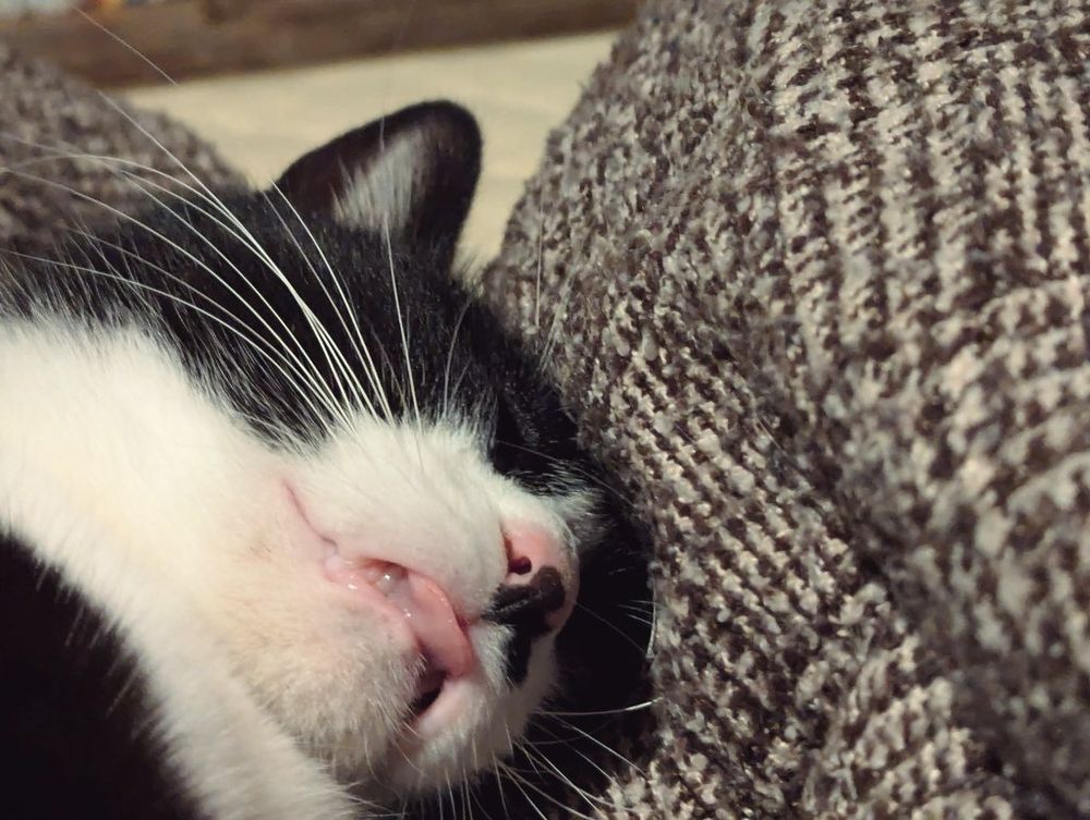 photo of a black and white cat sticking out her tongue while sleeping