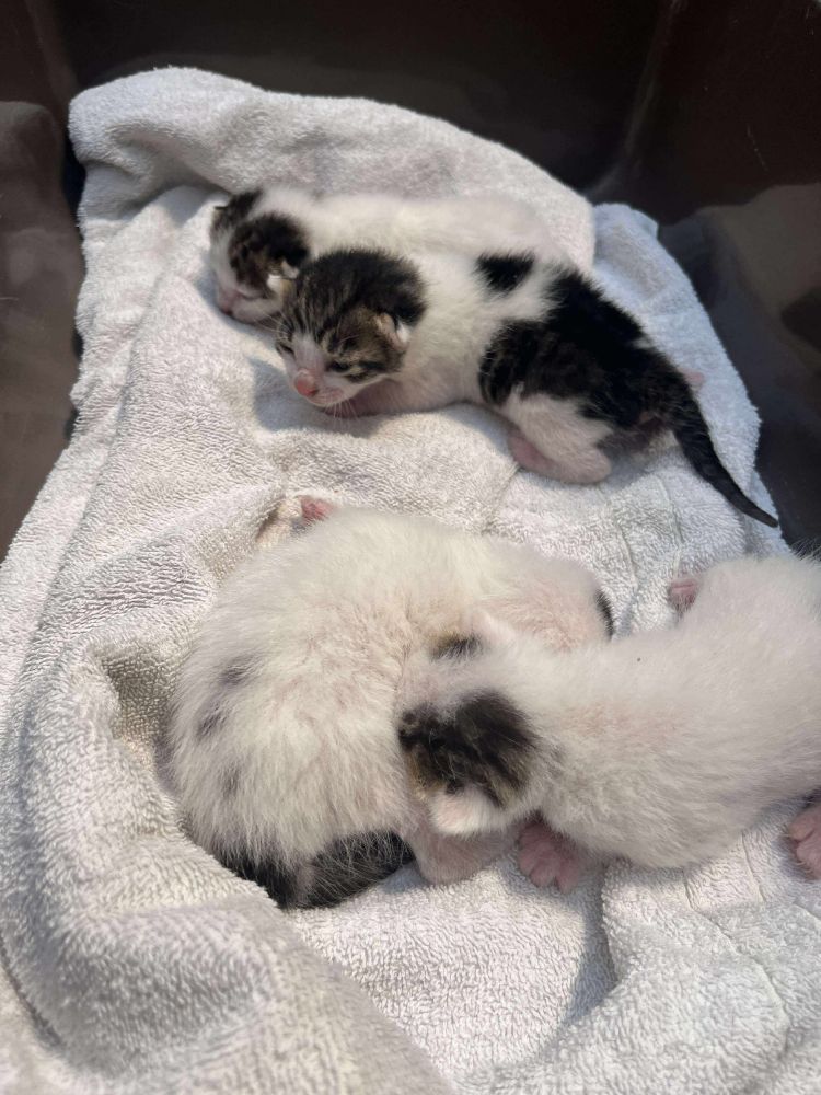 ケージに入った子ねこたちの写真