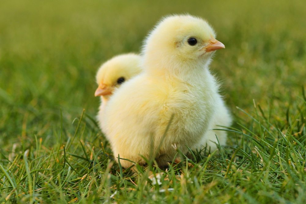 Two yellow chicks (probably young chickens) sitting on short green grass. One chick is looking towards the right hand side of the image, the other chick is partially obscured by the first, peeking over its back toward the left hand side of the image.