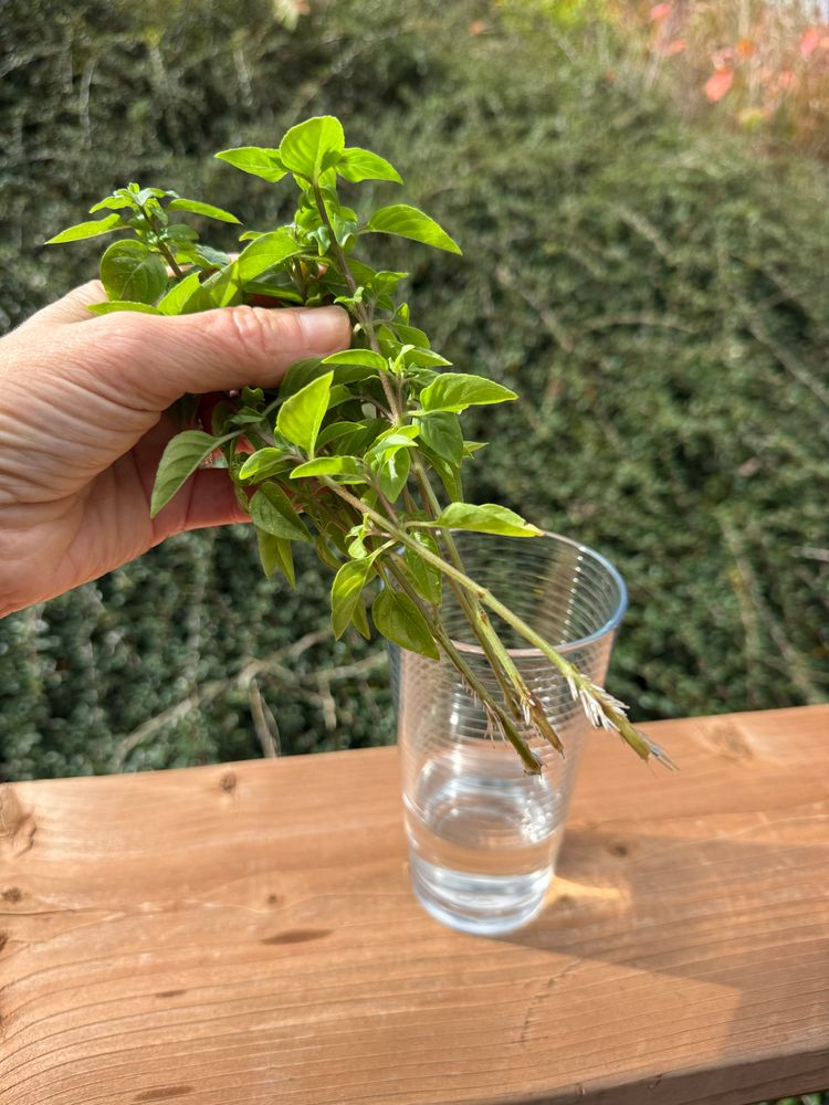 Basil cuttings