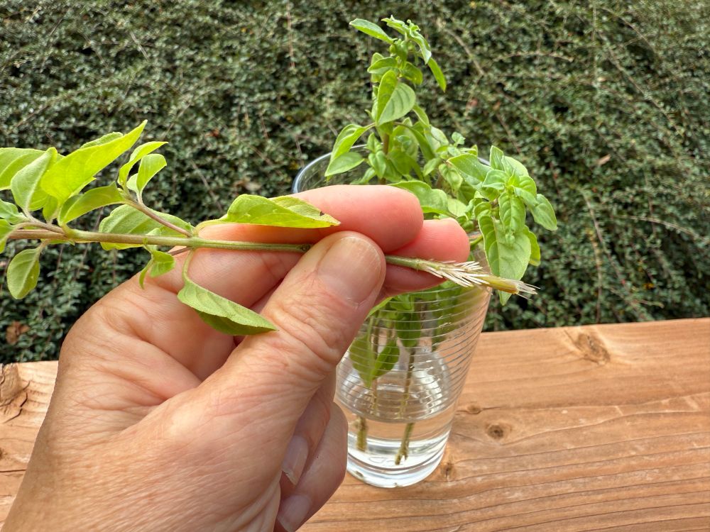Rooted basil cuttings