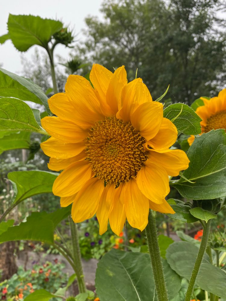 Sunflower