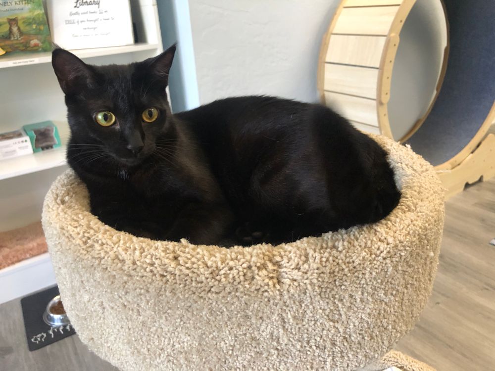 A little black cat with yellow eyes is curled up in a cat tree, with bookshelves and a cat wheel behind her. She has the tiniest tufts of black fur at the top of her ears. 