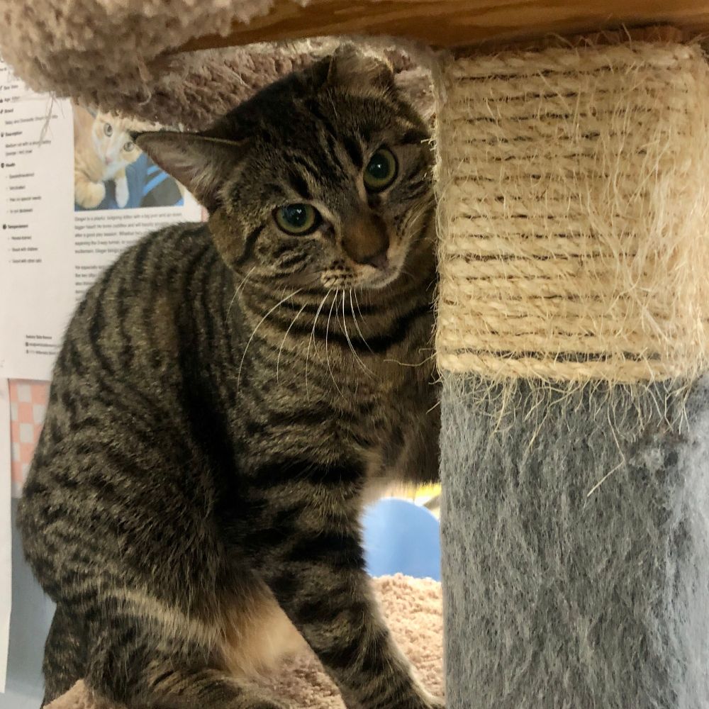 A brown tabby with greenish brownish eyes is paused in the middle of an all-out attack on a cat tree in order to sit and look adorable before a human comes up and PETS HER (the indignity of it all!). 
