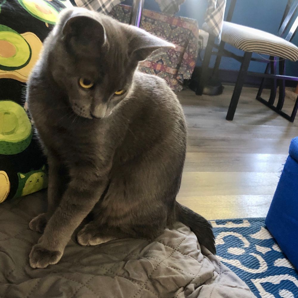Grey kitten with yellow eyes sitting on couch beside "avocato" pillow, looking down at a toy. 