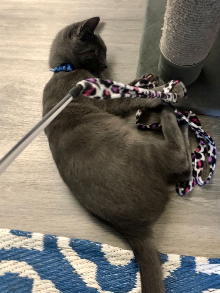 A small grey kitten with a blue collar is playing with a pink, brown, and white fleece toy, rabbit kicking it, near a cat tower (under which his possible sibling or just a lookalike, no collar, is watching him - first pic). 