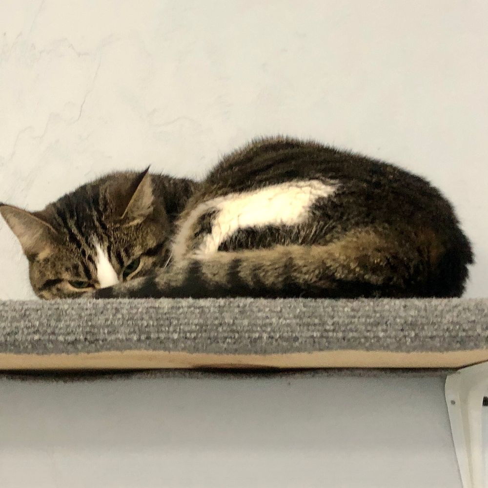 A brown tabby tuxedo cat curled up on top of a grey-carpeted shelf. 