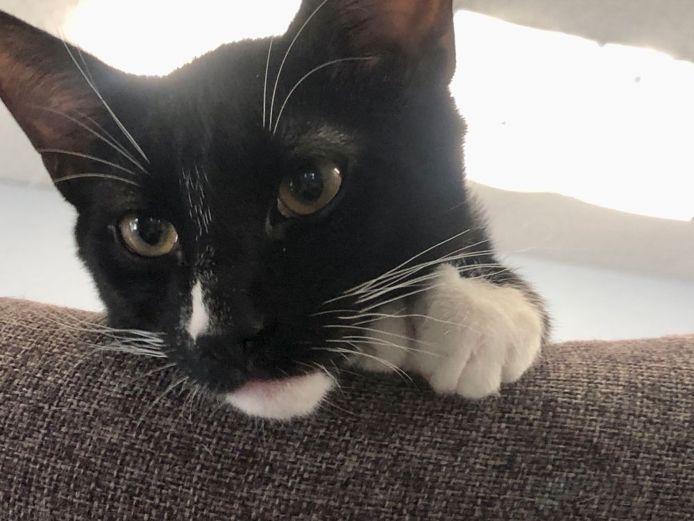 A small tuxedo cat hanging out over the top of a cat tree, one little white paw under his chin. Beautiful white whiskers on top and to the side of his nose. 