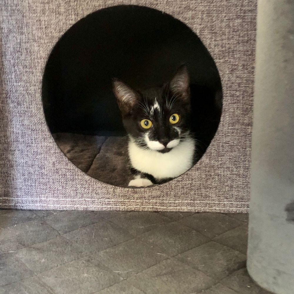 A black and white tuxedo/cow kitten with yellow eyes and a black nose is looking out from the inside of a greyish brownish cat tower. She looks curious. 