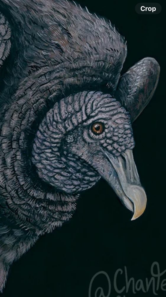 Closeup of the vulture’s face. The bird has a forlorn, seeking expression.