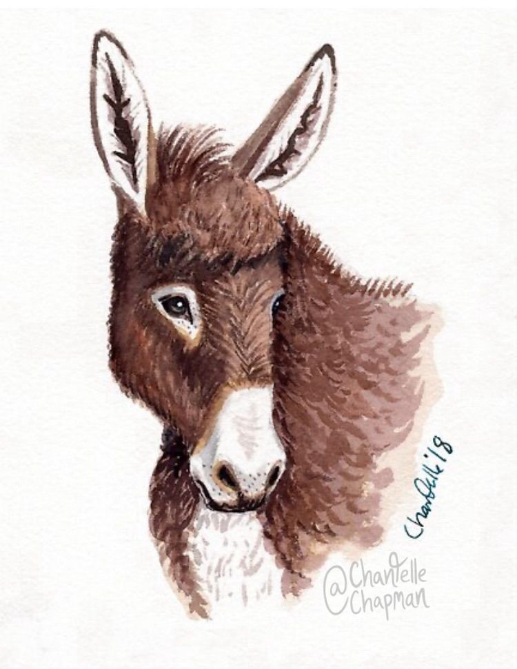 Watercolor portrait of a donkey, head turned to his left.