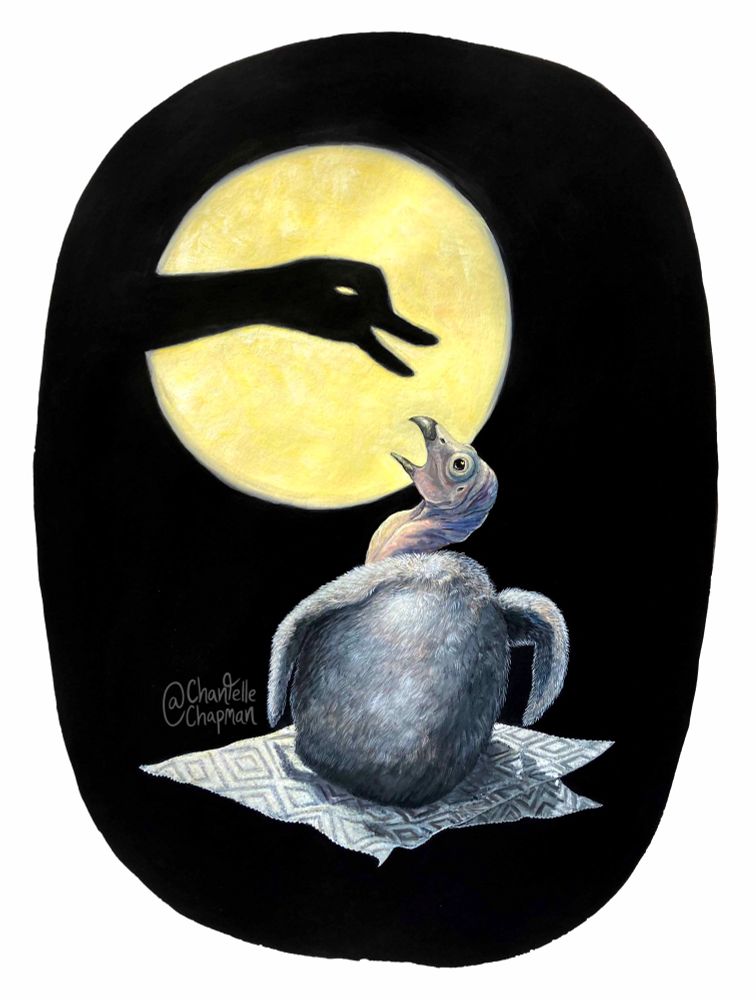 A baby California condor sits on a piece of paper towel. A spotlight hits the wall behind it, cut through with the cast shadow of a human hand, fingers curled into the shape of a typical generic ‘bird’ shadow puppet. The baby condor gazes up at the shadow ‘bird’, mouth open, in a “please feed me” posture”.