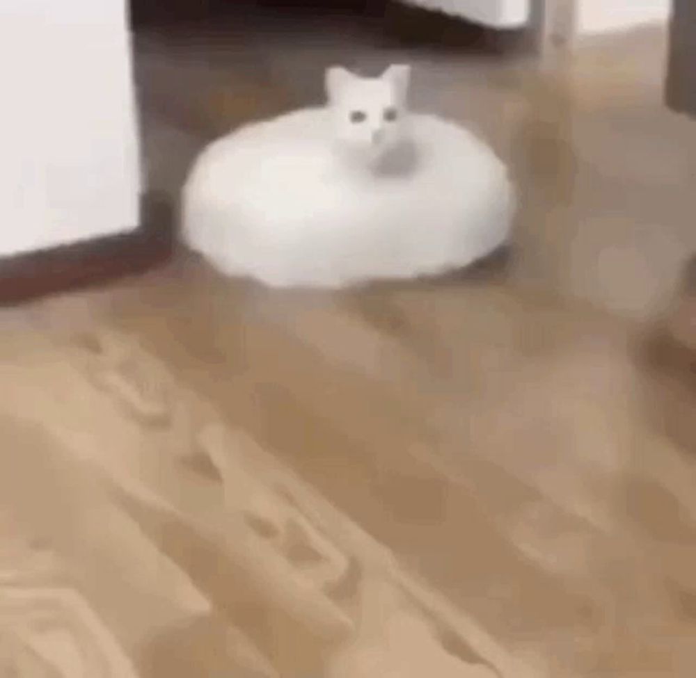 Cat White GIF