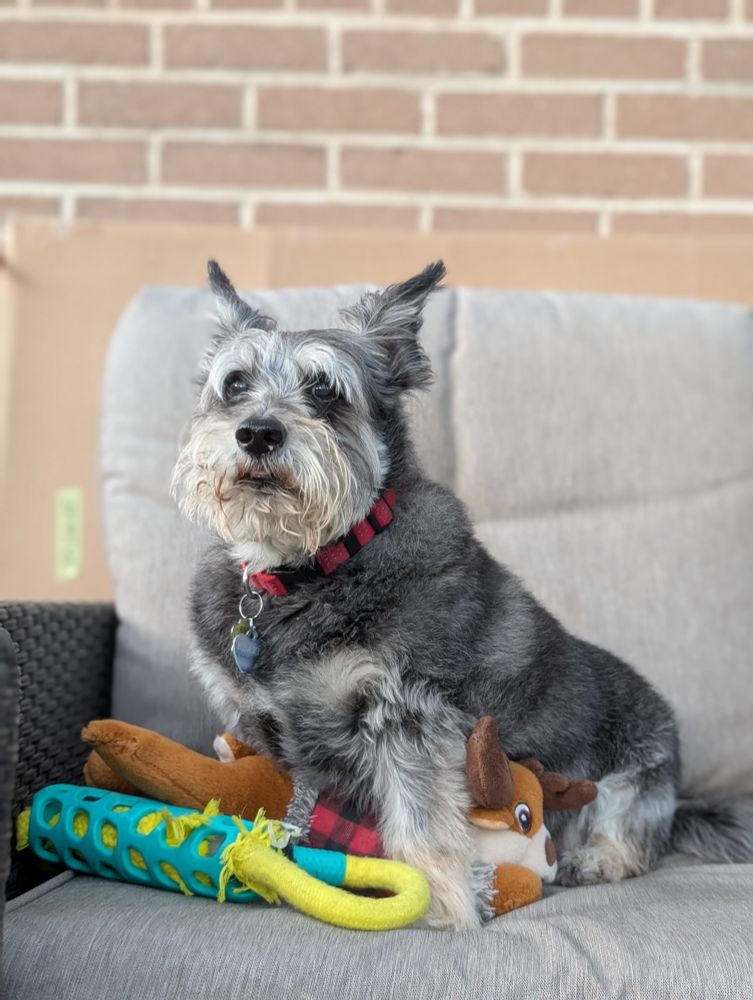 portrait of a dog with the head of a schnauzer and the body and arse of a corgi, salt n pepper in colour, sitting on a pile of toys like Smaug, on an outdoor couch looking comfy, yet stoic. his name is Blaze.