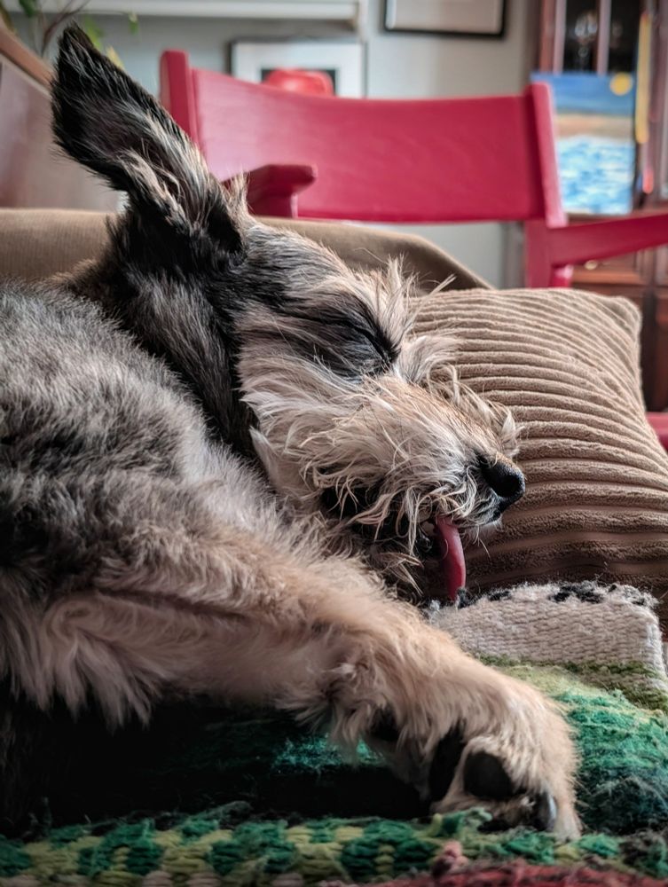 a sleepy corgi/schnauzer asleep with his head on a pillow and he has one ear folded back and his tongue is out and he's drooling a little. his name is Blaze 