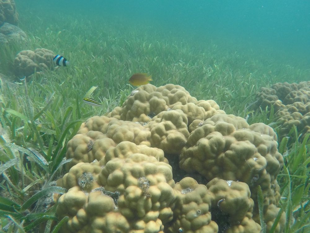 Underwater photo of a yellow Porites massive coral in a dense seagrass bed surrounded by other corals and several fish