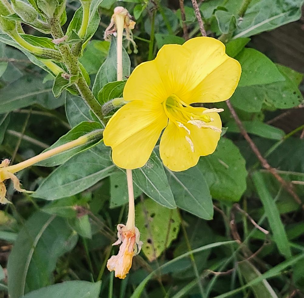 A common evening primose flower, which is a cheery yellow colour and has rather long stamens. 