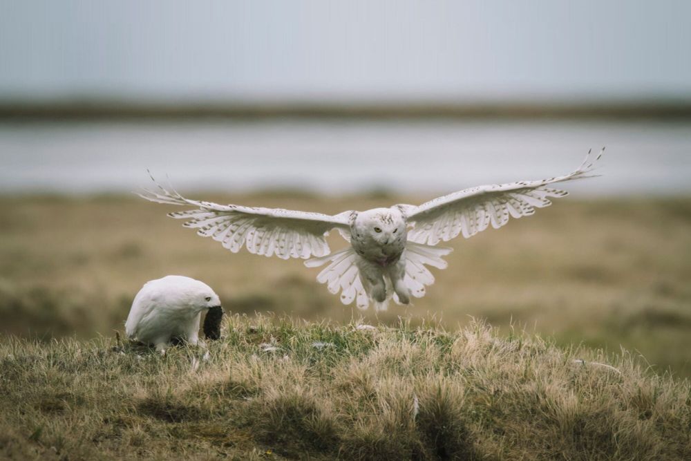 Add your name today and tell the Department of the Interior: Don’t trade these essential and sensitive Arctic ecosystems for short-term oil profits.