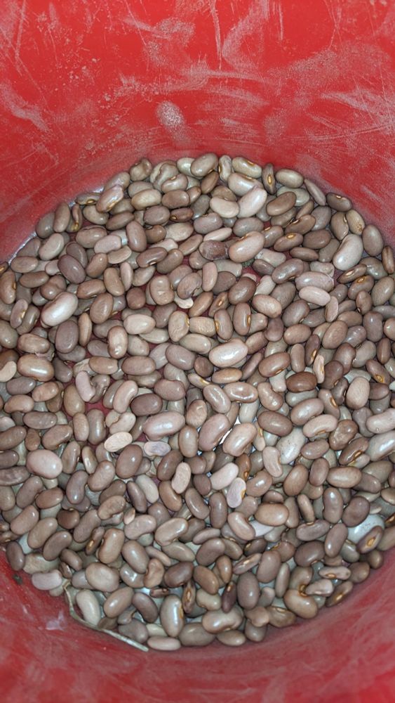 Photo of shelled dry beans