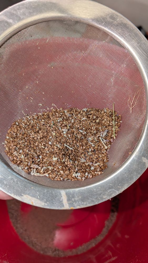 Image of kind of cleaned white sage seeds