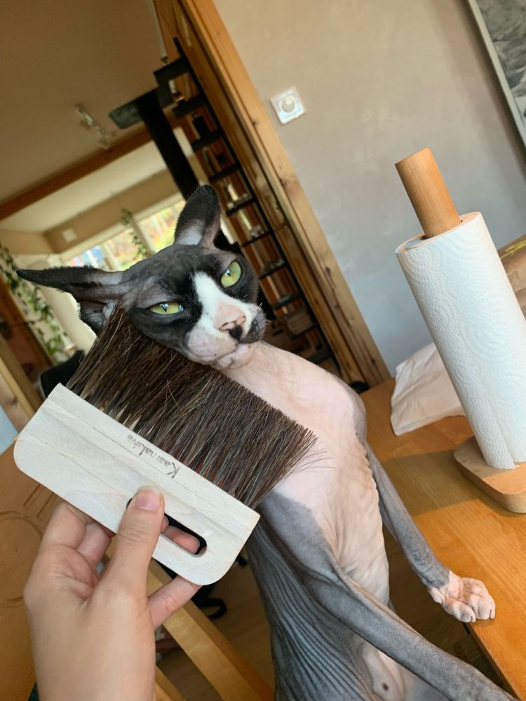 A young, satisfied sphynx cat getting brushed in the face with a brush meant for something completely different.