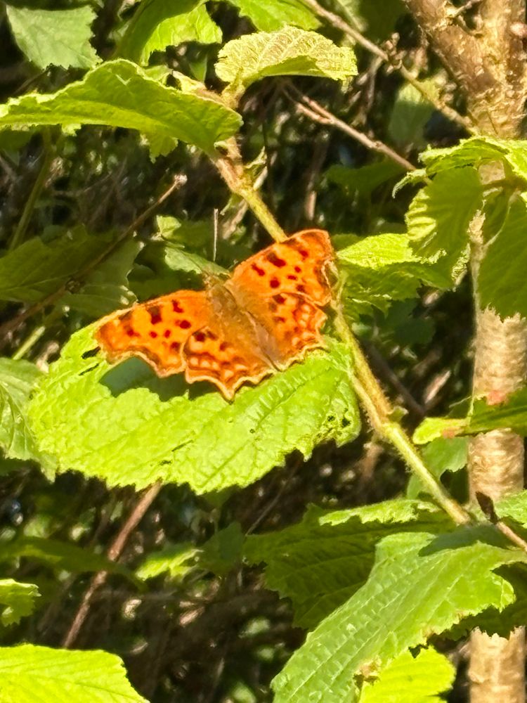 A comma who just had to upstage the first ringlet by looking briefly like a silver washed fritillary in flight. Lively bright oranges