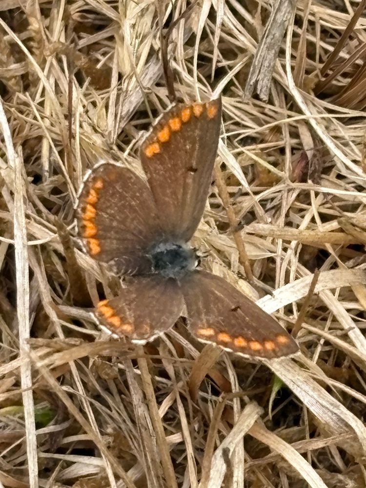 A brown Argus (coral necklace) on a bed of straw. A chocolate brown butterfly who wings are edged by orange dimples.