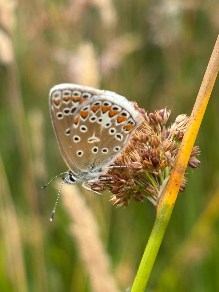 Common Blue, wings closed on a section of marsh grass. The outer wings are brown dappled with white ringed black spots and orange petals with nary a hint of blue.