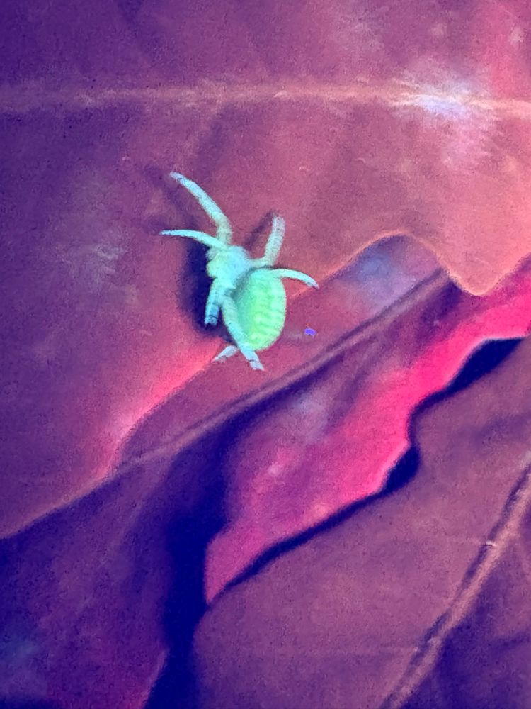 A green spider/tic(?) on red leaves