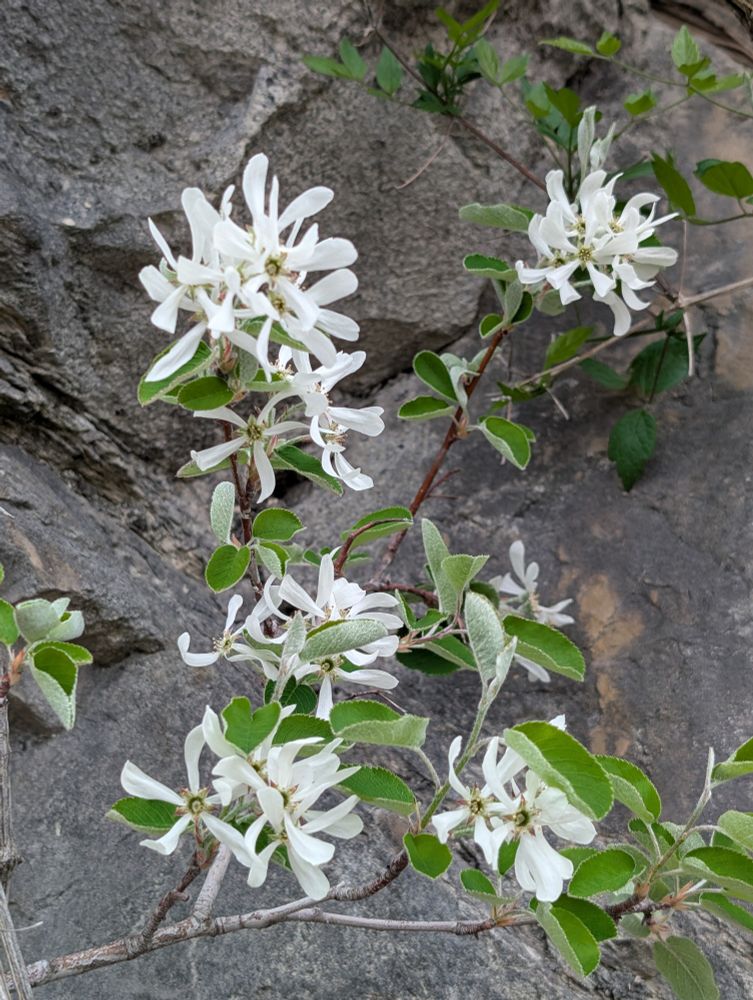 amelanchier ovalis